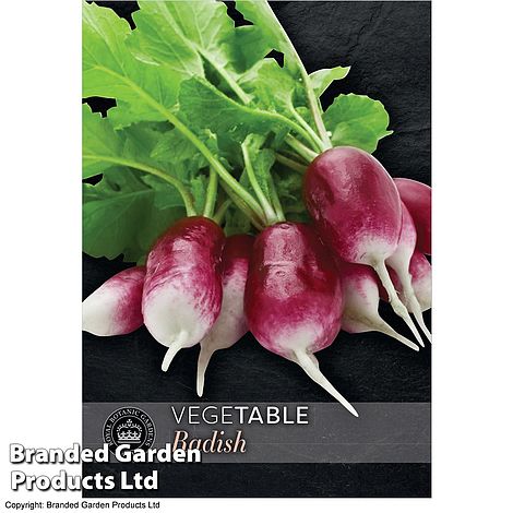 Radish Diana - Kew Vegetable Seed Collection