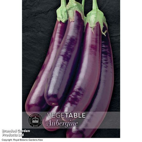 Aubergine Violet Knight F1 - Kew Vegetable Seed Collection