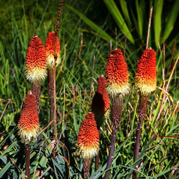Kniphofia caulescens