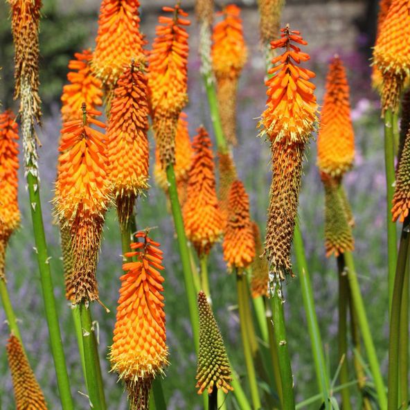 Kniphofia galpinii