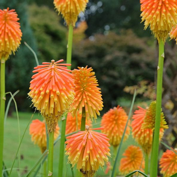 Kniphofia rooperi