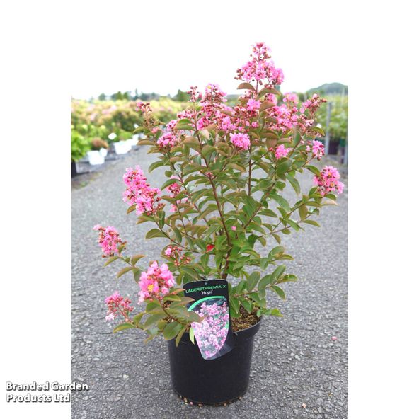 Lagerstroemia indica 'Hopi'