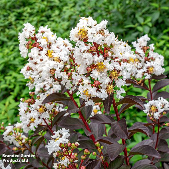 Lagerstroemia 'Lunar Magic'