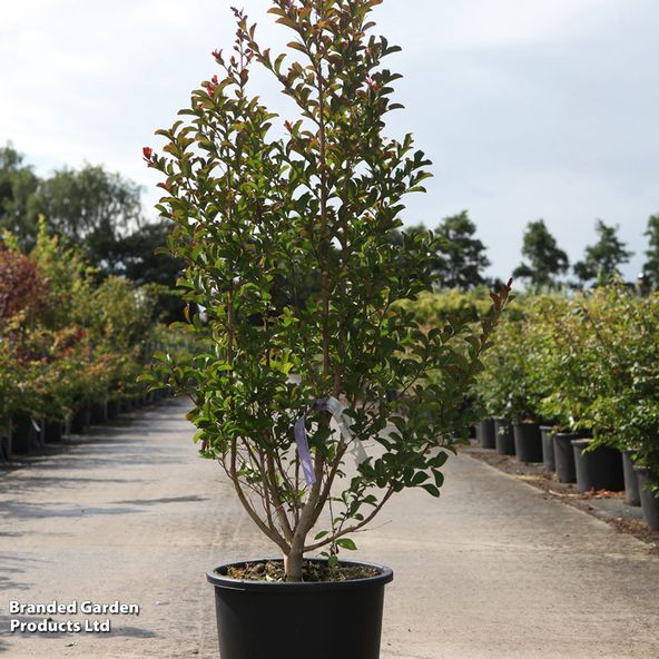 Lagerstroemia indica 'Neige D'Été'