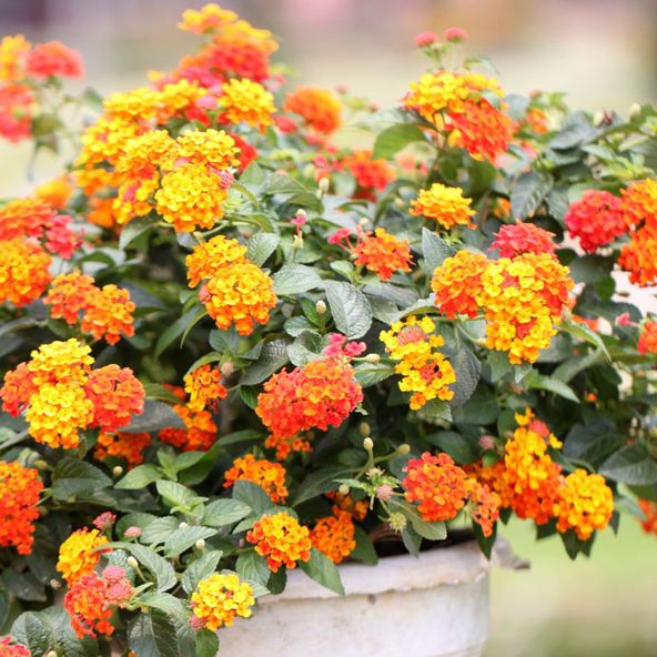 Lantana camara 'Radiation'