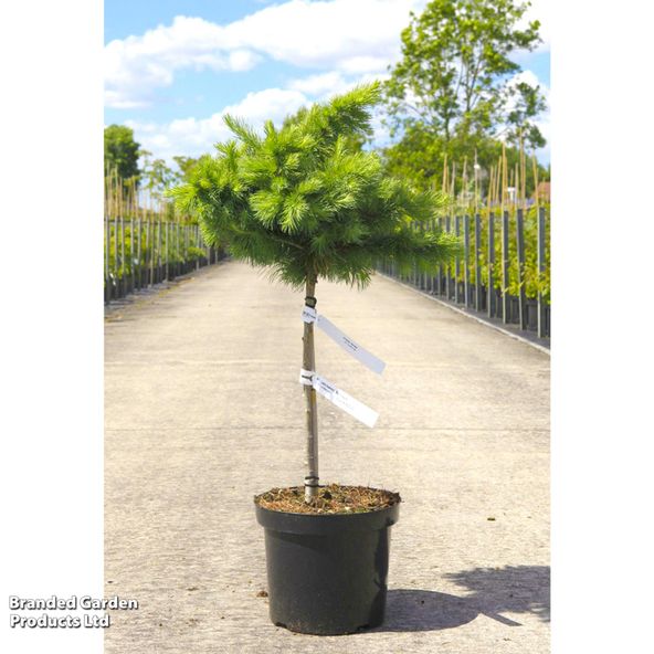 Larix kaempferi Blue Dwarf