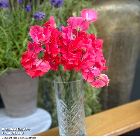Sweet Pea Geranium Pink - Seeds