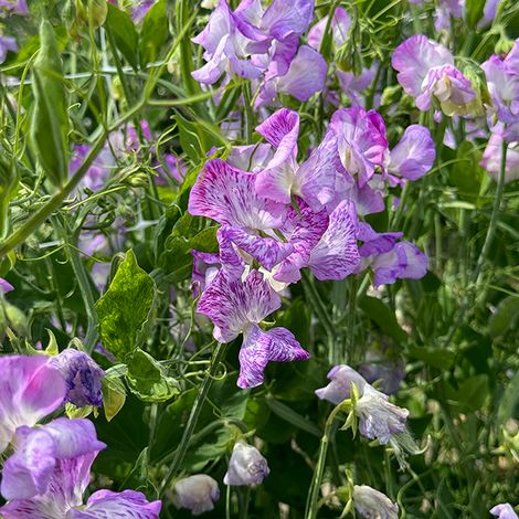 Sweet Pea Streamer Lavender - Seeds