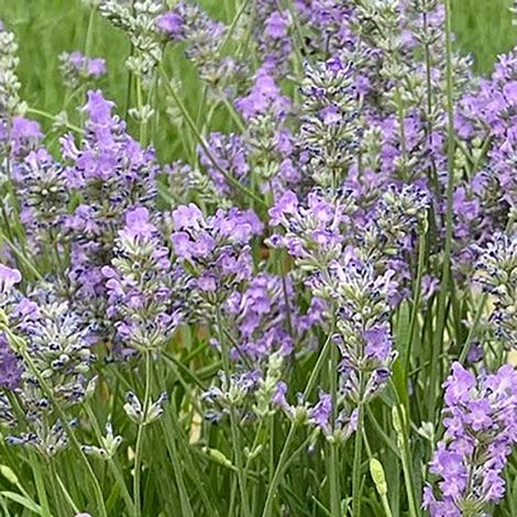 Lavender 'Ashdown Forest'