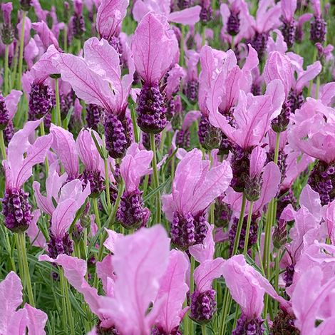 Lavender 'Fairy Wings Pink'