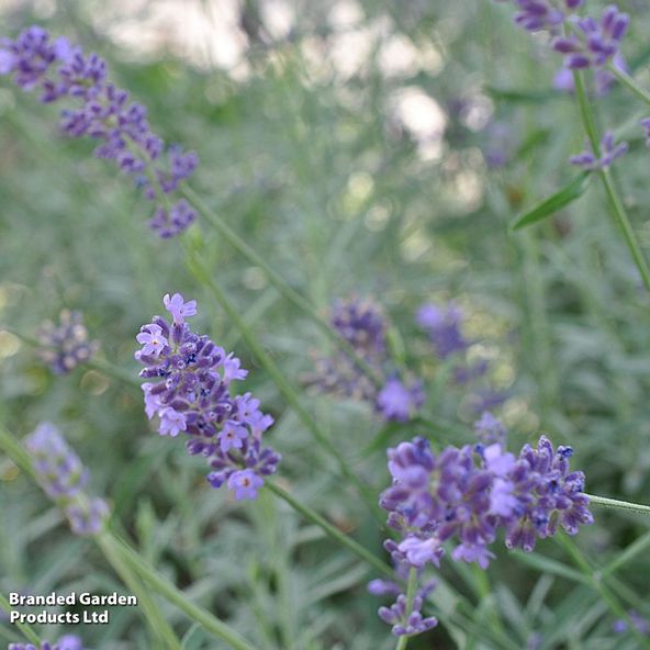 Lavender 'Fragrant Memories'