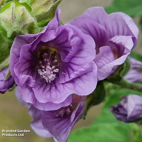 Lavatera 'Lilia Twirl'