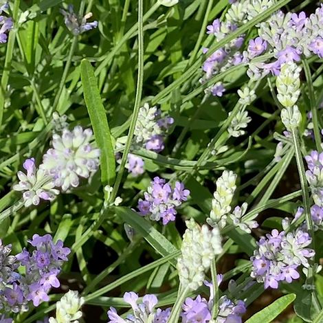 Lavender Little Lady