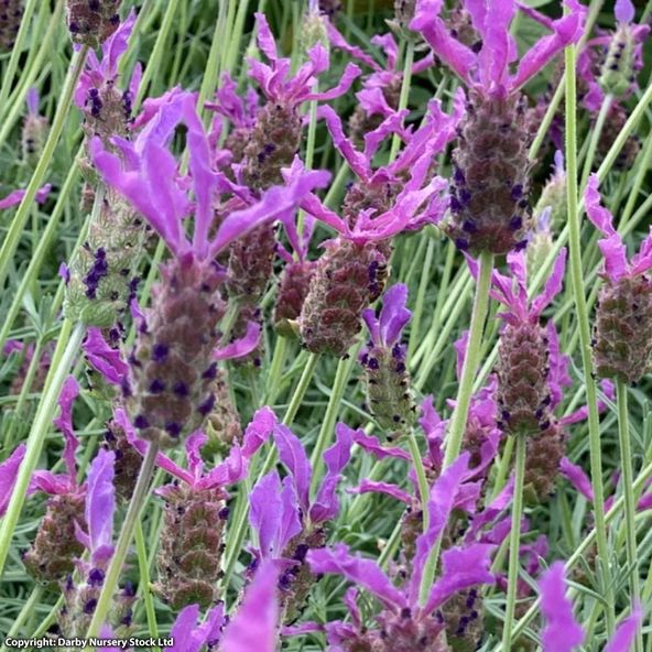 Lavender Purple Panache