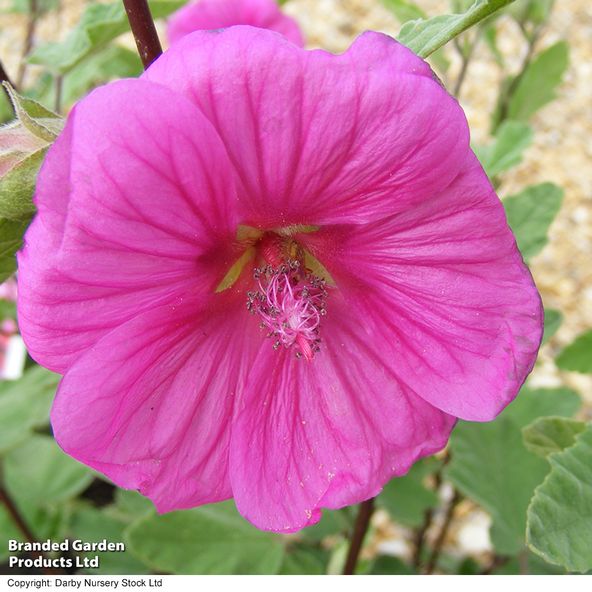 Lavatera x clementii 'Red Rum'