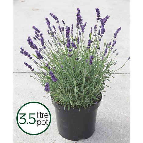 Image of Hidcote lavender plant in pot