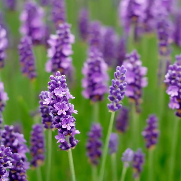 Lavender angustifolia 'Middachten'