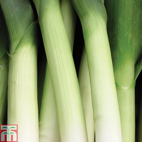 Leek 'Musselburgh' - Seeds