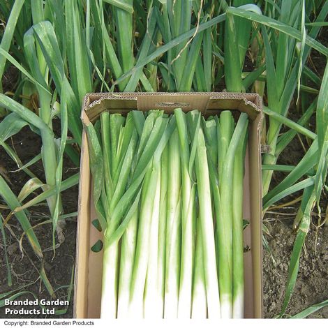 Leek 'Bulgaarse Reuzen - Lincoln' - Seeds
