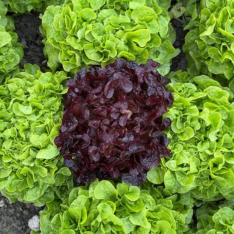 Lettuce Double Oak (Oak Leaf) - Seeds