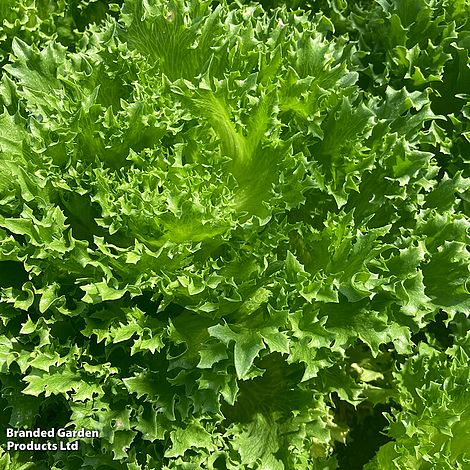 Lettuce Frillice - Seeds