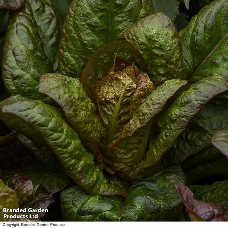 Lettuce Intred (Romaine/Cos) - Veg Saver Seeds