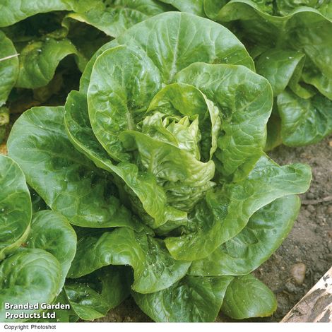 Lettuce Little Gem (Cos) - Veg Saver Seeds