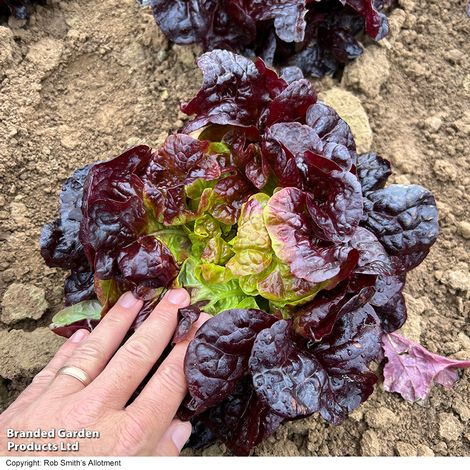 Lettuce Oakus - Seeds