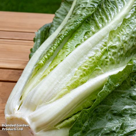 Lettuce Valmaine (Romaine/Cut And Come Again) - Seeds