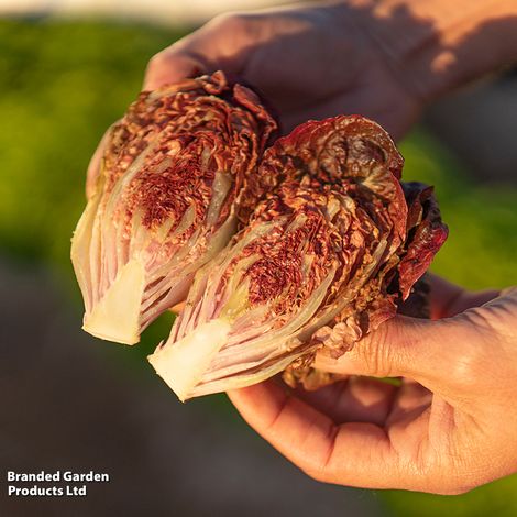 Lettuce Volcana - Seeds