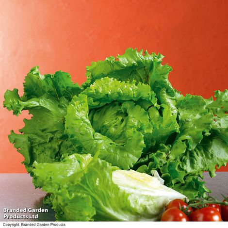 Lettuce Webbs Wonderful (Iceberg/Crisphead) - Seeds