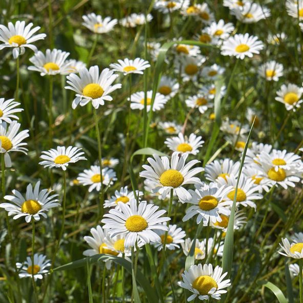 Leucanthemum vulgare Filigran
