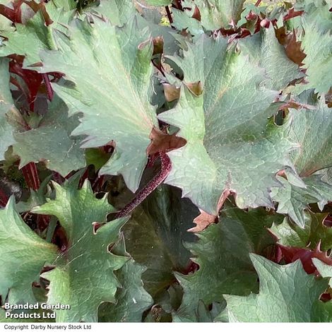 Ligularia dentata 'Little Golden Ray'