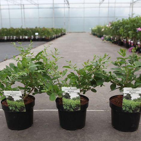 Ligustrum obtusifolium 'Massif'
