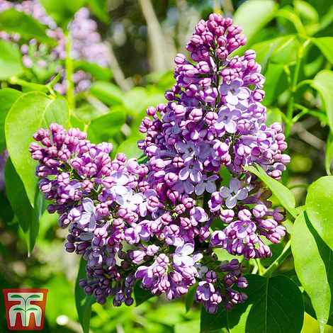 Lilac Belle de Nancy