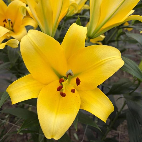 Lily 'Moonlight'
