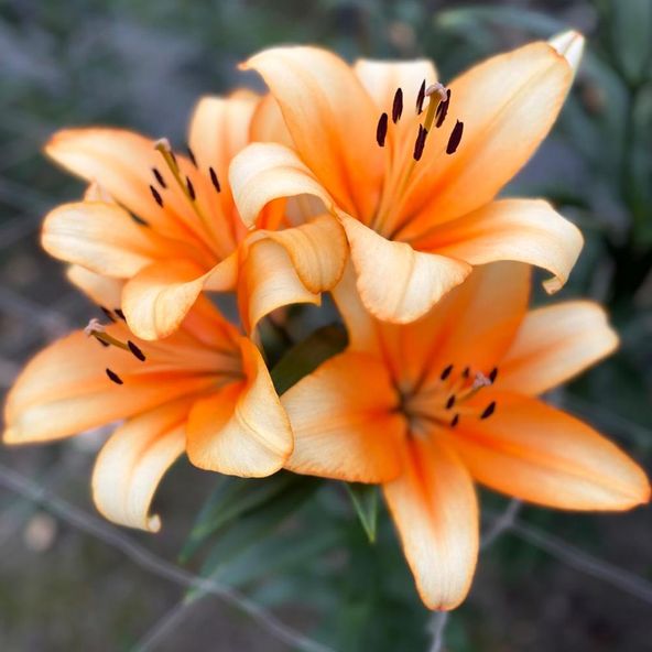 Lily Orange Emperor