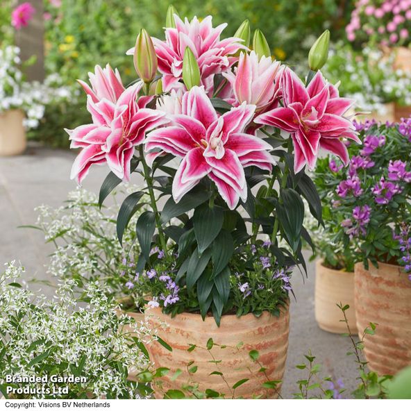 Roselily Double Kyra