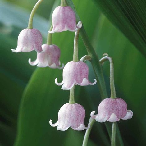 Pink Lily of the Valley Ground Cover