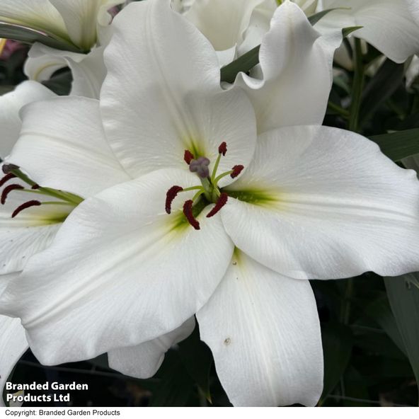 Lily 'Corsage'