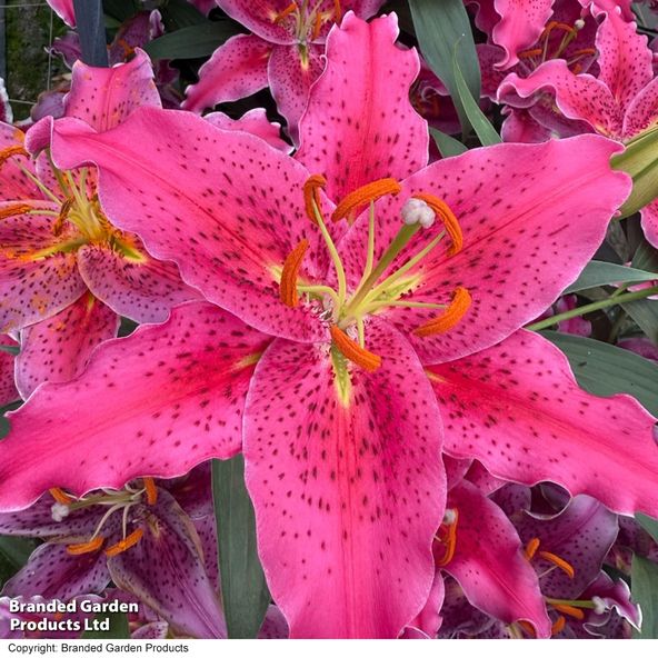 Lily Gomera