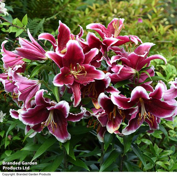 Lily King Solomon