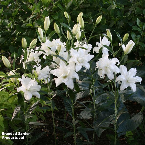 Lily Lotus Beauty