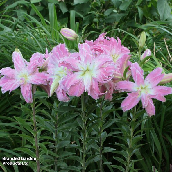 Lily Lotus Elegance