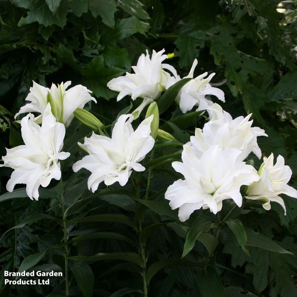Lily My Wedding