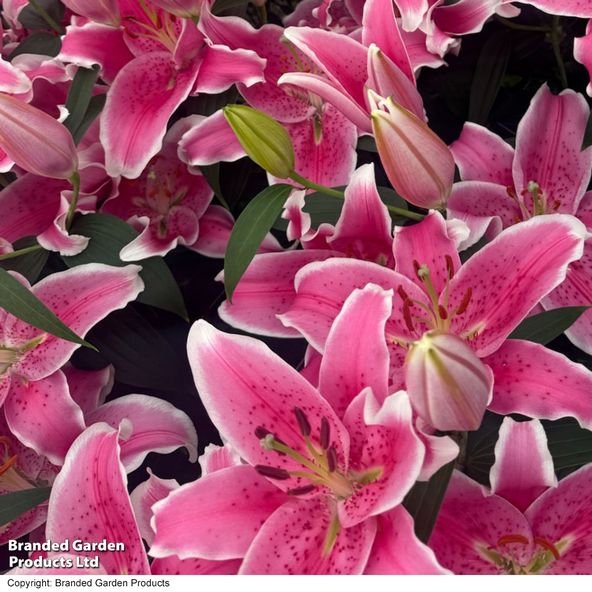 Lily Pink Zsar