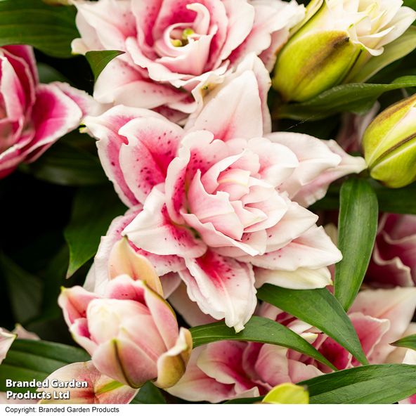 Lily Samantha (Pollen Free)