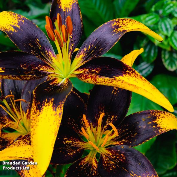 Lily Tiny Massive