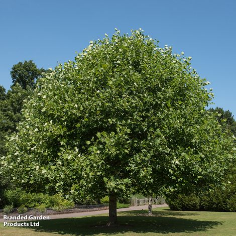 Liriodendron tulipifera (Mature Tree)