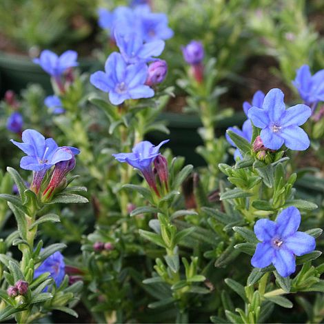 Lithodora diffusa 'Heavenley Blue' Plant in a 17cm Pot Lithospermum 